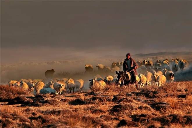 Hayvan Sayısı Her Geçen Gün Azalıyor, İran ve Afganistan´dan Çoban Geliyor?