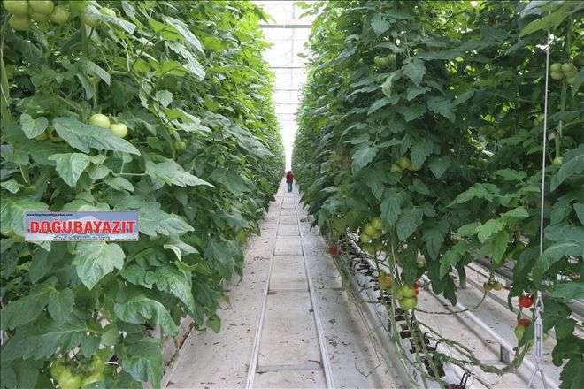 Doğu Anadolu sebze meyve ihracatında söz sahibi olacak 