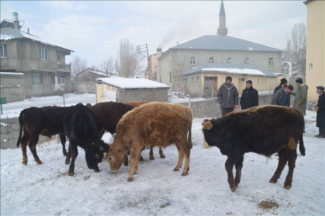 Soğuk hava hayvan pazarını olumsuz etkiledi