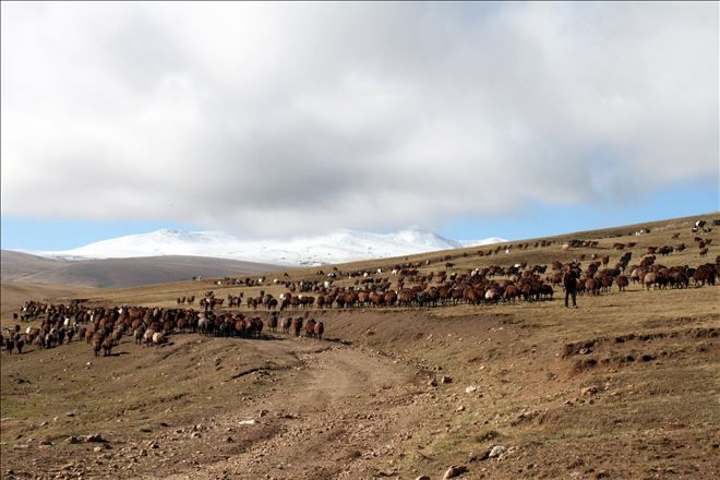 BU YIL YAYLA SEZONU ERKEN BİTTİ?