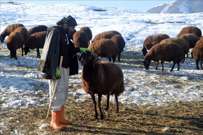 AĞRI