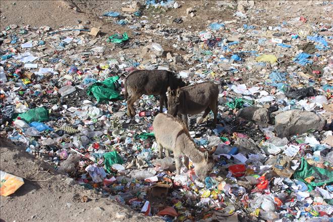 Hayvanseverler Yalnız Köpeklere Acıyor