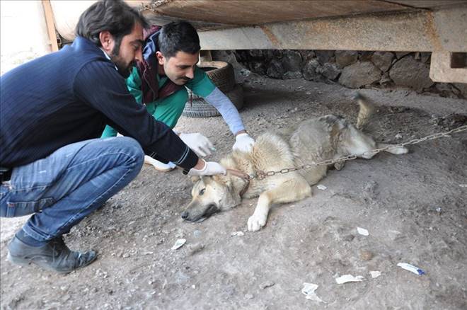 Sokak köpeklerine kuduz aşısı