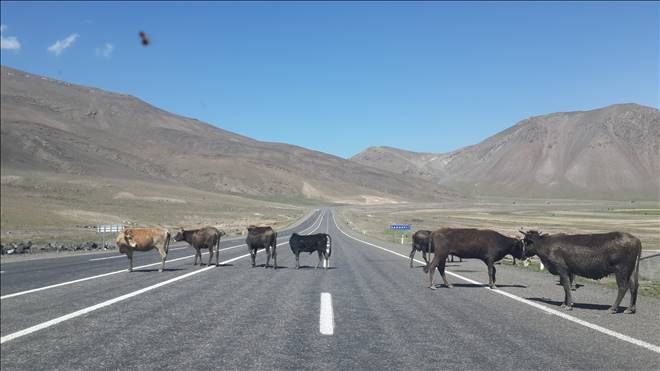 BAYAZIT´TAN IĞDIRA GİDEN SÜRÜCÜLER  DİKKAT!...