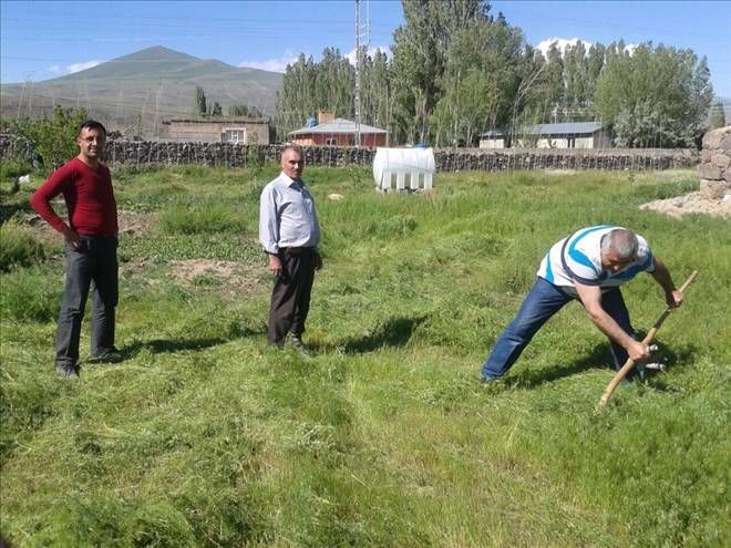 Kavurucu güneşin altında saatlerce tırpan çekiliyor