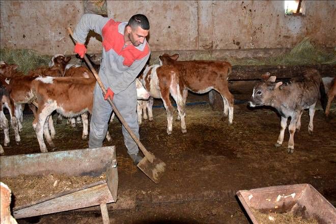 Çobanlık yapan engelli milli sporcu, destek bekliyor