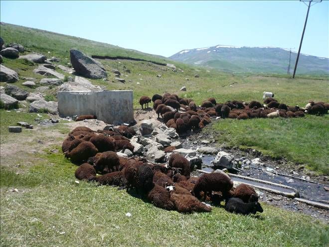 BALIKGÖLÜNDEKİ OSMAN AĞA ÇEŞMESİ KOYUNLARA MEKAN OLDU