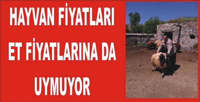 Canlı Hayvan Fıyatları Kasap Fiyatlarını Geçiyor