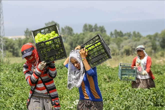 Doğudaki atıl arazilerde organik sebze yetiştiriliyor