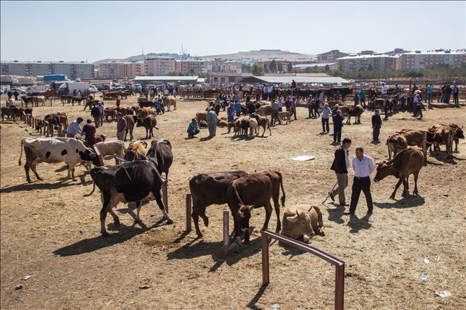 Besicilerin ithal et sıkıntısı