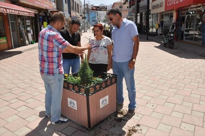 ANA CADDEYE MAVİ LADİN AĞAÇLARI