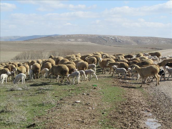 Canlı hayvan fiyatları dur durak bilmiyor.