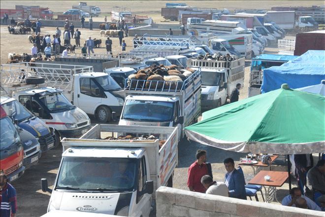 Ağrı Hayvan Borsası´nda Kurban Bayramı hareketliliği
