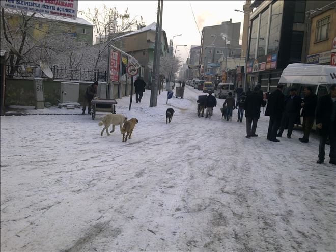 DOĞUBAYAZIT´TA SOĞUK HAVA HAYVANLARI ETKİLİYOR...