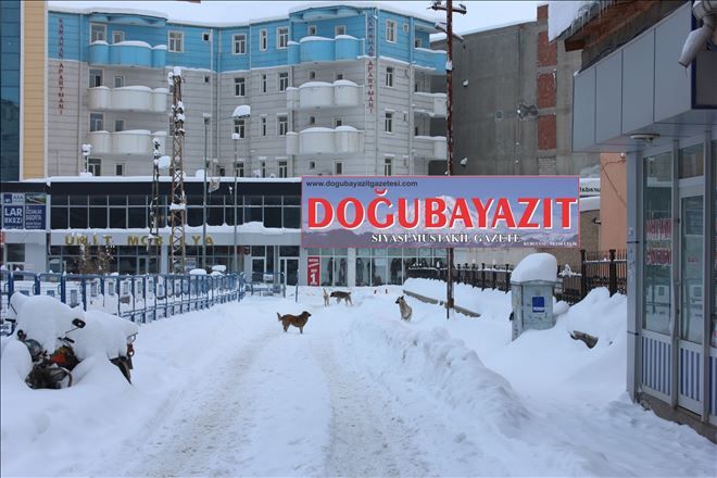 SOKAK KÖPEKLERİ BARINAKLARA ALINSIN.