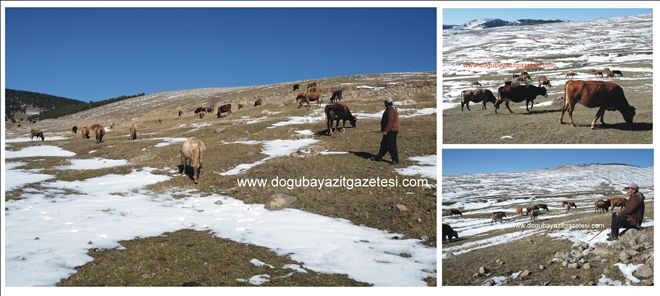 DOĞUBAYAZIT´TA TARIM YAYGINLAŞTIRILMALI