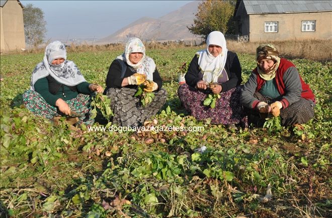 ŞALGAMLAR HASTALIĞA DEVA?