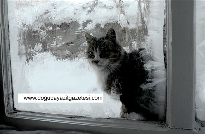 AĞRI DONUYOR, EKSİ 31 DERECE...