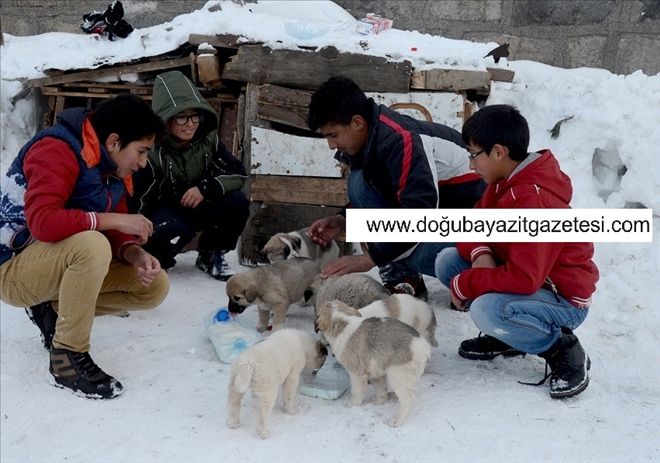 ÇOCUKLARIN SOKAK KÖPEKLERİNİN SEVGİSİ...