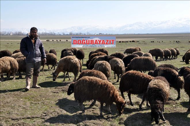 DOĞU´DA BAHARIN GELİŞİ BESİCİLERİ SEVİNDİRDİ
