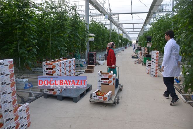 DİYADİN JEOTERMAL SERA KADINLARIN EKMEK TEKNESİ 
