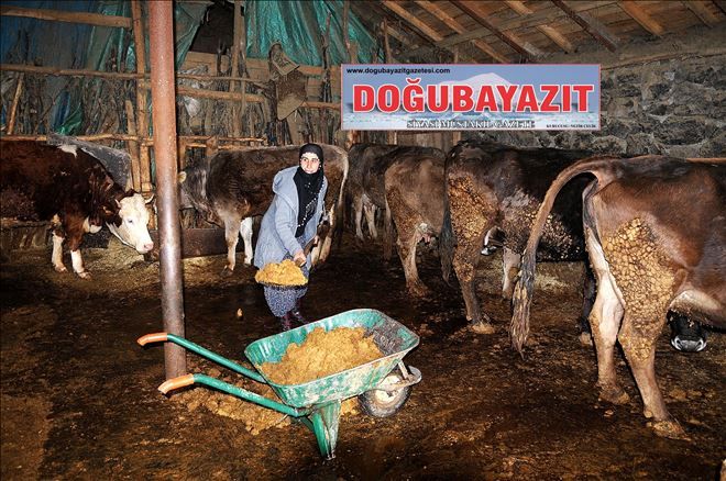 Çocuklarını okutmak için hayvancılık yapıyor