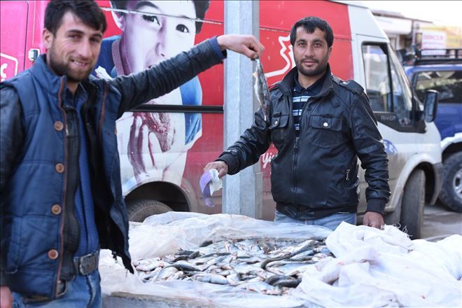 DOĞUBAYAZIT´TA ERCİŞ BALIĞINA RAĞBET