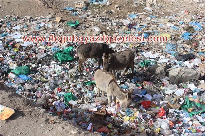 Bölgemizde eşekler adeta yabani ve sahipsiz bir hayvan. Dikkat ederseniz Hayvanseverler Yalnız Köpeklere Acıyor.