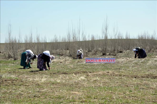 KADINLARIN ŞİFALI OT TOPLAMA MESAİSİ BAŞLADI