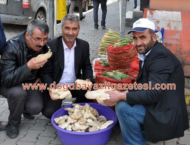 DOĞU´DA MANTARA RAĞBET