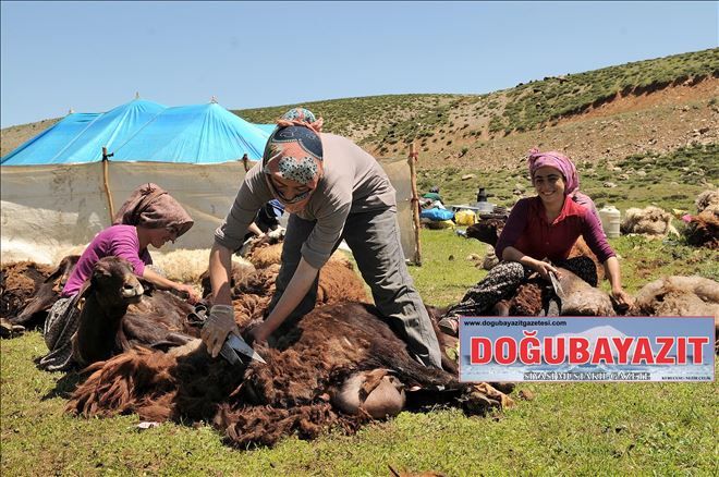 KOYUNLARI KADINLAR KIRPIYOR