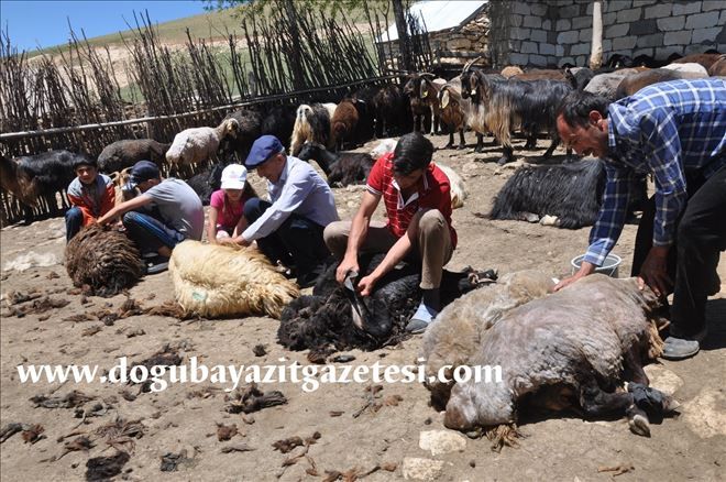 DOĞUBAYAZIT´TA KOYUN KIRKMA DÖNEMİ BAŞLADI