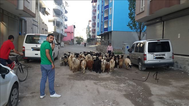 AĞRI ŞEHİR MERKEZİNDE HAYVANCILIK ARTTI