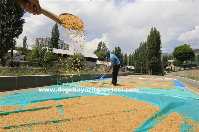 DOĞU´DA ?BULGUR KAYNATMA? GELENEĞİ
