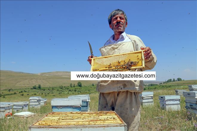 Doğunun balı Aras Dağlarında 