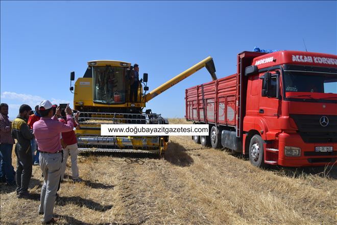 AĞRI´DA HUBUBAT HASADINA BAŞLANDI