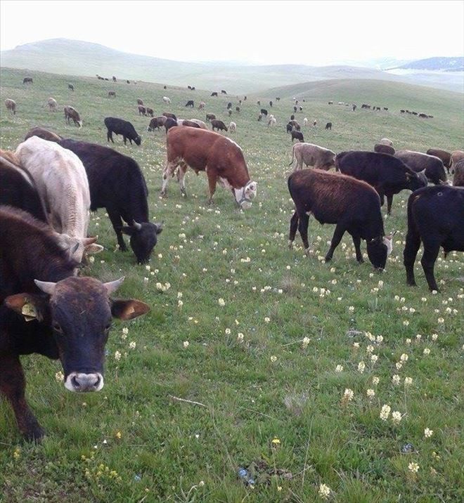 Kurbanlık Fiyatları Geçen Yıla Göre Pahalı