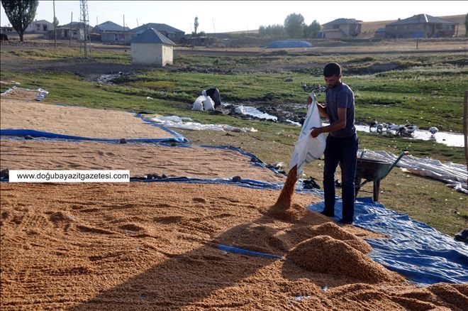 UNLUK BUĞDAYLARLA KIŞ HAZIRLIĞI BAŞLADI