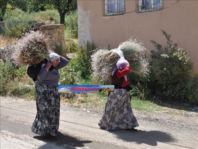 Dağdan topladıkları çalılarla süpürge yapıyorlar...