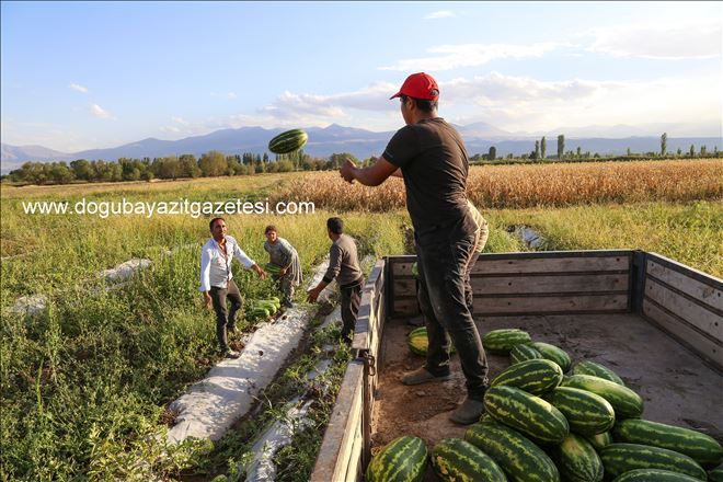 IĞDIR KARPUZLARINA YABANCI İLGİSİ