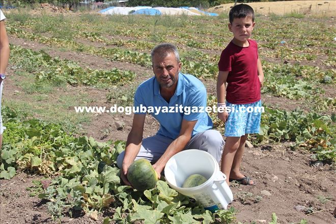 BABASININ VASİYETİYLE TARLASINDAN ÜCRETSİZ KAVUN DAĞITIYOR