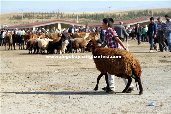 AĞRI´DA KURBAN PAZARLARININ GÖZDESİ ?KÜÇÜKBAŞLAR?