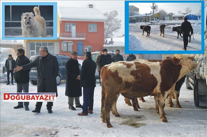 AĞRI´DA ?KUTUP SOĞUKLARI? HAYVAN PAZARLARINI DA VURDU?
