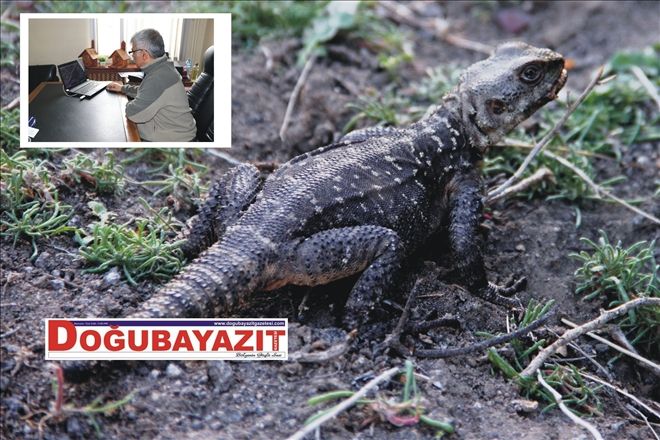 KAFKAS KELERİ AĞRI DAĞI´NDA GÖRÜNTÜLENDİ?