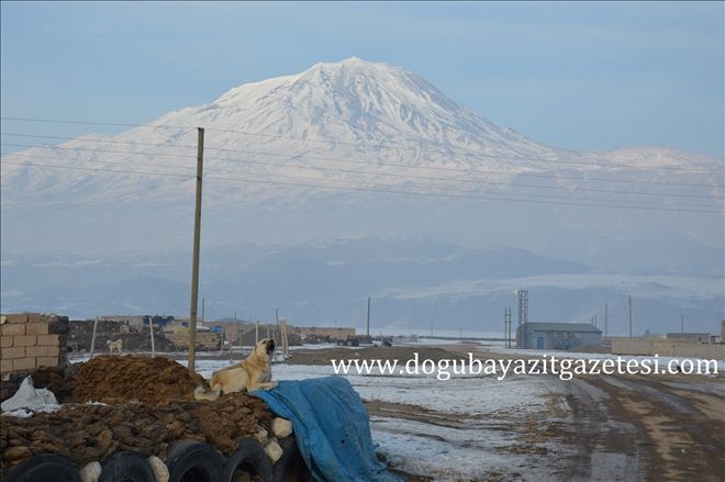 AĞRI DAĞI ETEKLERİNDEKİ KÖYLERDE BEKÇİ KÖPEKLERİ?