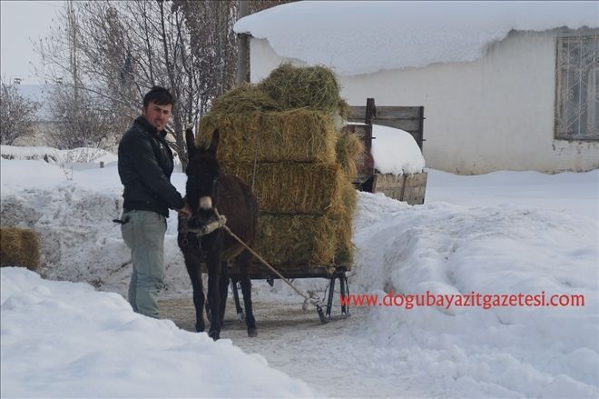 AĞRI´DA BESİCİLERİN KIŞ ÇİLESİ?
