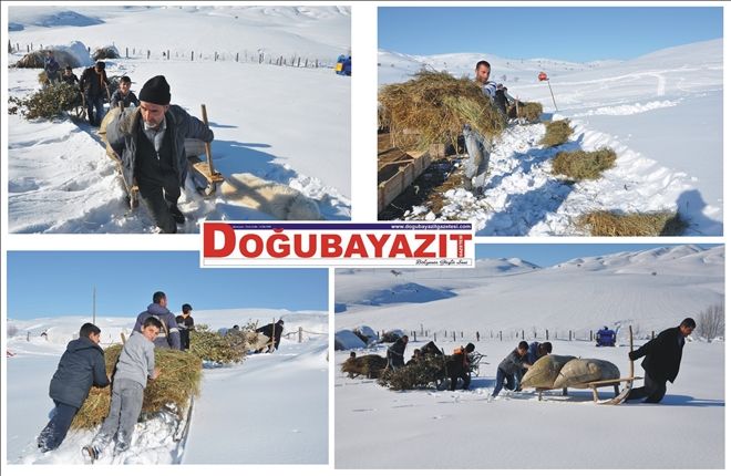 BESİCİLER KIZAKLARLA HAYVANLARINA ZORLU ŞARTLAR ALTINDA YEM VERİYOR?