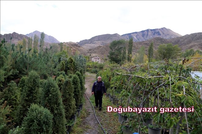 Dağlardan topladığı bitkilerle kentleri süslüyor