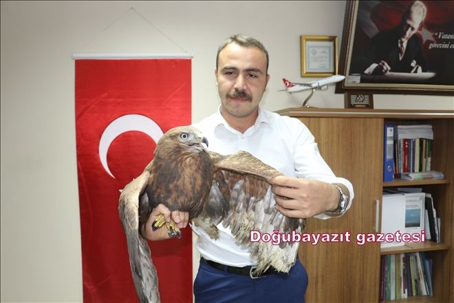AĞRI´DA YARALI HALDE BULUNAN KIZIL ŞAHİN, KORUMA ALTINA ALINDI?