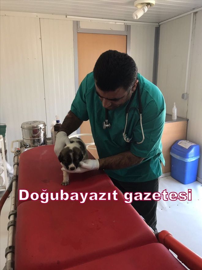 DOĞUBAYAZIT´TA YAVRU KÖPEĞE EZİYET EDEN VATANDAŞA CEZA?